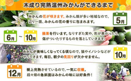 木成り完熟 温州みかんミックスサイズ5kg まるまつ農園《12月上旬-1月上旬頃より出荷》 和歌山県 日高川町 温州みかん みかん 完熟