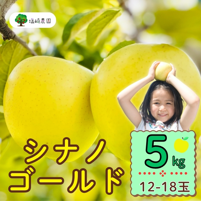 【先行予約】シナノゴールド　約5kg（12-18玉）（7-A25-2）