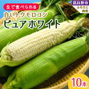 【ふるさと納税】【2025年発送】北海道富良野産生で食べられる 白いトウモロコシ　ピュアホワイト10本入り_ とうもろこし トウモロコシ とうきび 野菜 人気 美味しい 北海道 富良野 富良野市 ふるさと 【配送不可地域：離島】【1275562】