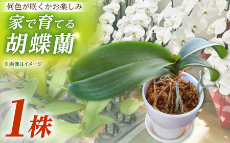 【家で育てる！】胡蝶蘭 苗1株 胡蝶蘭 洋蘭 苗 [BDAB001]