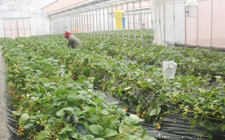 No.395 苺狩り　ペアチケット