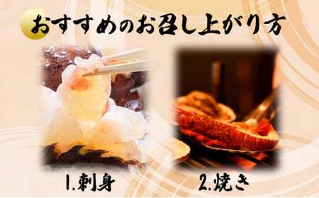 伊勢海老おせちサイズ 1~2尾セット【冷凍】 国産 東洋町産 天然 新鮮 海鮮 ゆず果汁付き 刺身 焼き ボイル 生 四国 お取り寄せ お祝い 記念日 贈り物 お正月 送料無料 生 S184 【株式会