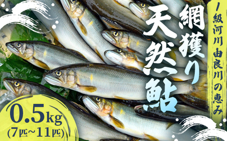 【2025年夏発送】 天然鮎 網獲り 約0.5kg（約7匹～11匹）あゆ 鮎 鮎 あゆ アユ 生鮎