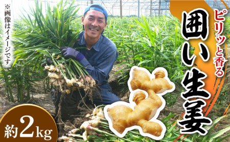 【2026年1月末-順次発送】囲い生姜 約 2kg / ショウガ しょうが 生姜 / 南島原市 / ふくはちファーム [SBS010]