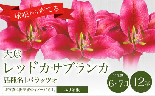 【2024年10月上旬発送開始】ユリ球根 大球レッドカサブランカ 12球 パラッツォ 赤花品種 花 フラワー 園芸 ガーデニング 植物 高品質 送料無料