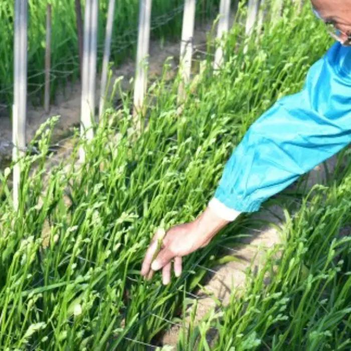 1月発送：優しい香り【フリージア】白色　50本