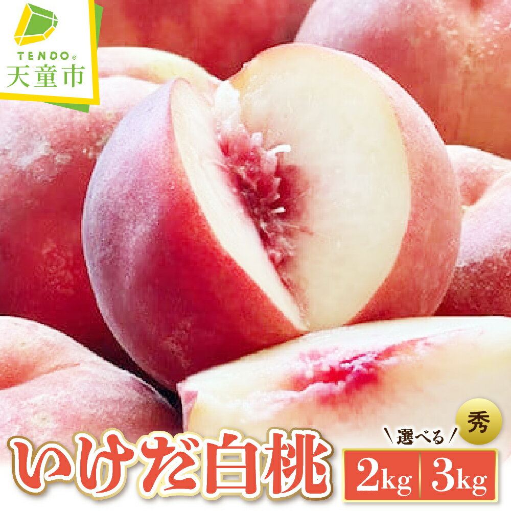 【ふるさと納税】もも ( いけだ 白桃 ) 内容量が選べる 2kg 3kg 桃 先行予約 令和8年産 2026年産 ピーチ peach 晩生 果物 くだもの デザート フルーツ 旬 お取り寄せグルメ 産地直送 送料無料 【 山形県 天童市 】