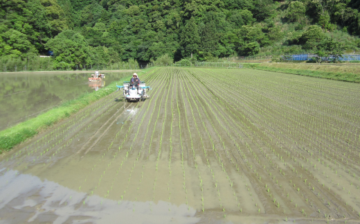 【令和7年産 新米 早期受付 数量限定】 四万十 の 米どころ 山間地域で育てた 大宮米 コシヒカリ 10kg 高知県 高知 しまんと 国産 お米 米 白米 精米 こしひかり 低農薬栽培 ご飯 産地直