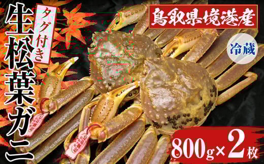 ＜11月中旬～3月中旬発送予定＞＜平日着※指定日不可＞鳥取県境港産 タグ付き生松葉がに(800g×2枚)【sm-BN006-A】【三光水産】
