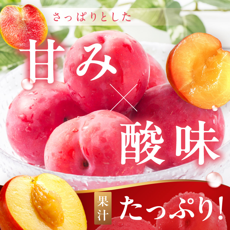 【先行予約】伊万里のすもも「大石早生・ソルダム」 B728