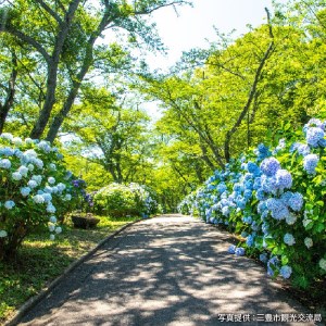 三豊市 紫雲出山のあじさい 3本_M106-0001