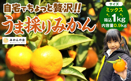 みかん うま採り 箱込約 1kg（内容量0.9kg） 光センサー選別 みかんの会厳選 サイズミックス 和歌山県産 産地直送 【みかんの会】［2025年11月中旬より2026年1月中旬頃順次出荷予定］