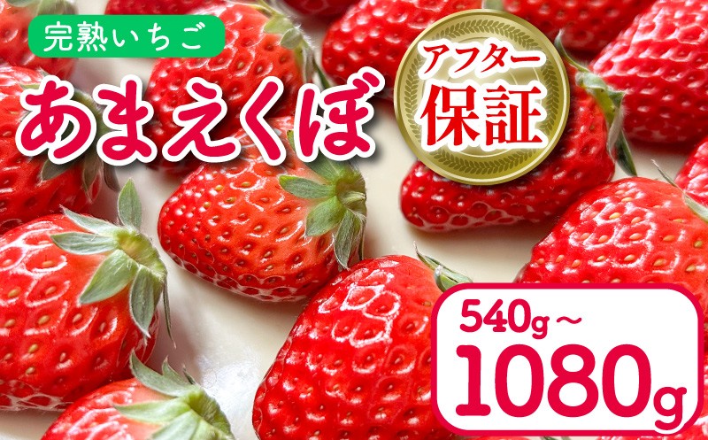 
            いちご あまえくぼ 選べる 容量 540g 1080g ( 2026年 1月 発送開始 ) 朝採れ 期間限定 人気 果物 フルーツ 新鮮 旬 冬 春 ケーキ ショートケーキ デザート ギフト 贈り物 贈答 イチゴ 苺 ストロベリー 徳島県 吉野川市 あんいちご園
          