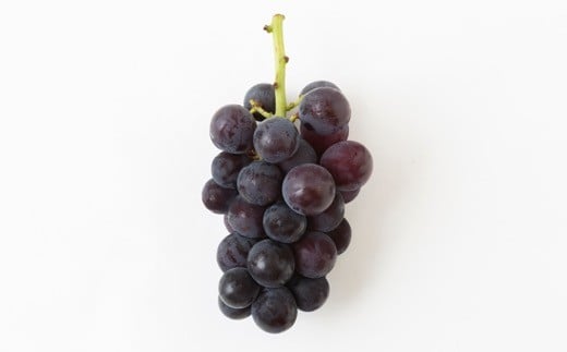 【先行予約】山口農園 巨峰 7房 から 9房 （ 約3kg ） 