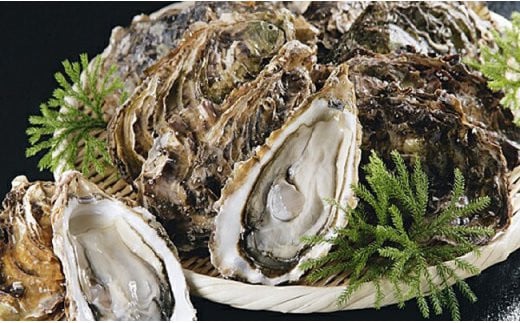 【ぷりっぷりで濃厚！】釧路管内産【活】牡蠣（小）12個 ふるさと納税 牡蠣 F4F-8911