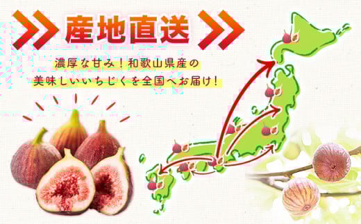 【先行予約】お試し小容量 完熟いちじく 約600g (300g×2パック) パック いちじく イチジク 無花果 JAわかやま 紀の里地域本部《2026年9月上旬-11月中旬頃出荷》 和歌山県 岩出市 