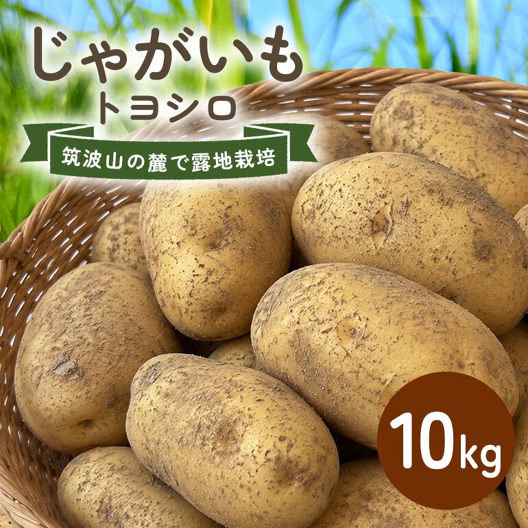 【ふるさと納税】じゃがいも (トヨシロ) 10kg 産地直送 茨城県 石岡市 B03-021