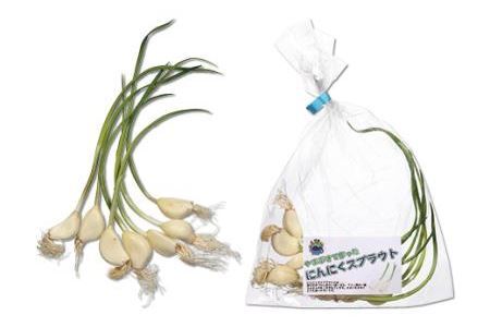 にんにくスプラウトカレー（８袋入り）【レトルトカレー にんにく】