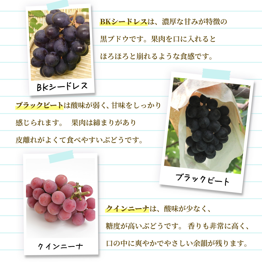 ＼訳あり ご家庭用／大粒ぶどう（種なし）詰合せ 合計 3～5房入 ブドウ 葡萄 フルーツ 果物 旬 わけあり 先行予約 食べ比べ (DM004)