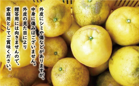 訳あり 河内晩柑 13.5kg (サイズミックス) 傷み保証500g 河内晩柑
