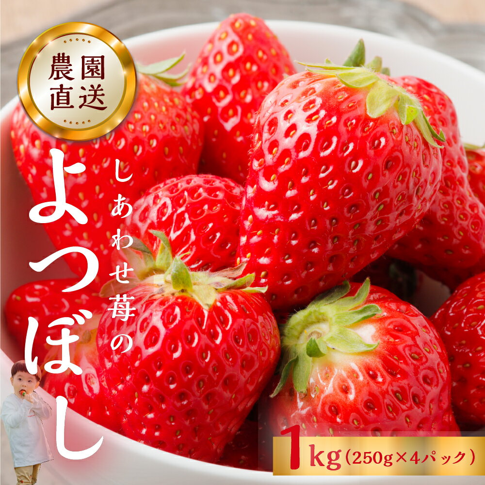 【ふるさと納税】 自宅用 いちご よつぼし 1kg (250g × 4p) [しあわせ苺] 訳あり 訳アリ サイズ 不揃い 農園直送 [mt1778]｜フルーツ 果物 苺 イチゴ 子ども 小分け 簡易梱包 家庭用 産地直送 岐阜県 本巣市 10000円