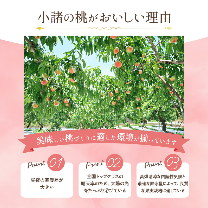 【オンライン決済限定】【2026年8月上旬～発送予定】 先行