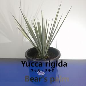 ユッカ リギダ　Yucca rigida_栃木県大田原市生産品_Bear‘s palm