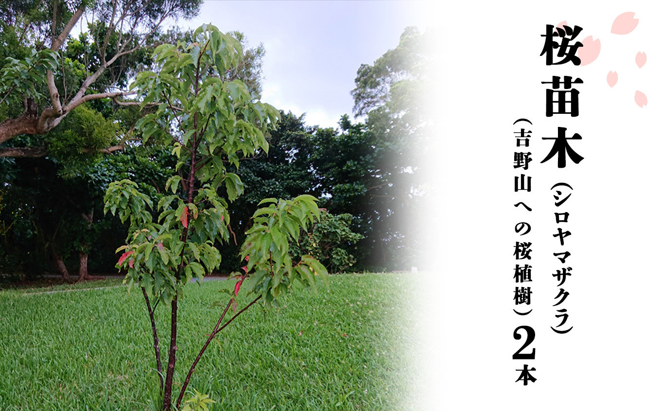 
                  シロヤマザクラ 苗木 2本 (吉野山への桜植樹) 奈良県吉野町/一般財団法人22世紀吉野桜を愛でる会[BRBV002] 桜 苗木 吉野桜 吉野山 シロヤマザクラ 植樹 さくら サクラ 
                