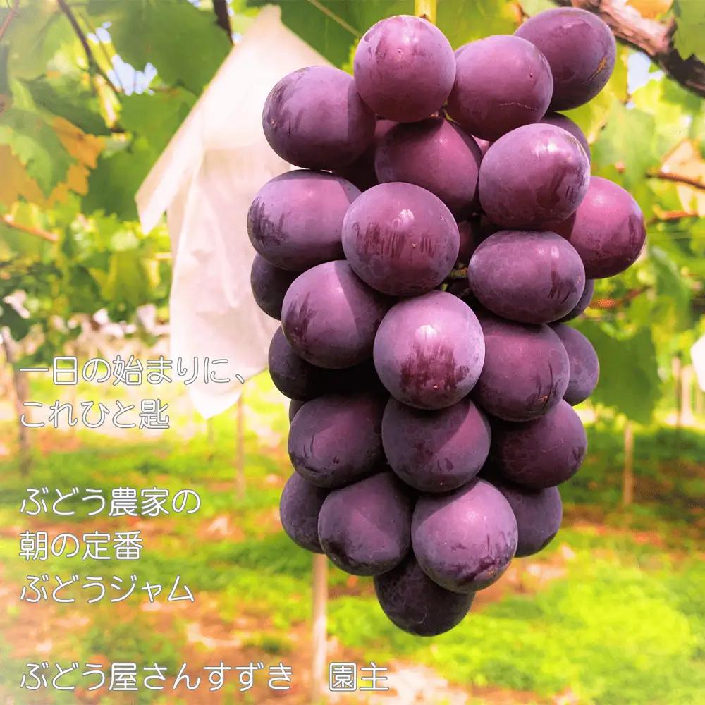 【ぶどう屋さんすずき】当園オリジナル ぶどうジャム　3個 ／ 巨峰ジャム フルーツジャム 国産ジャム 手作りジャム パンのお供 ヨーグルト トッピング デザートソース 料理 アレンジ 朝食 食品ギフト