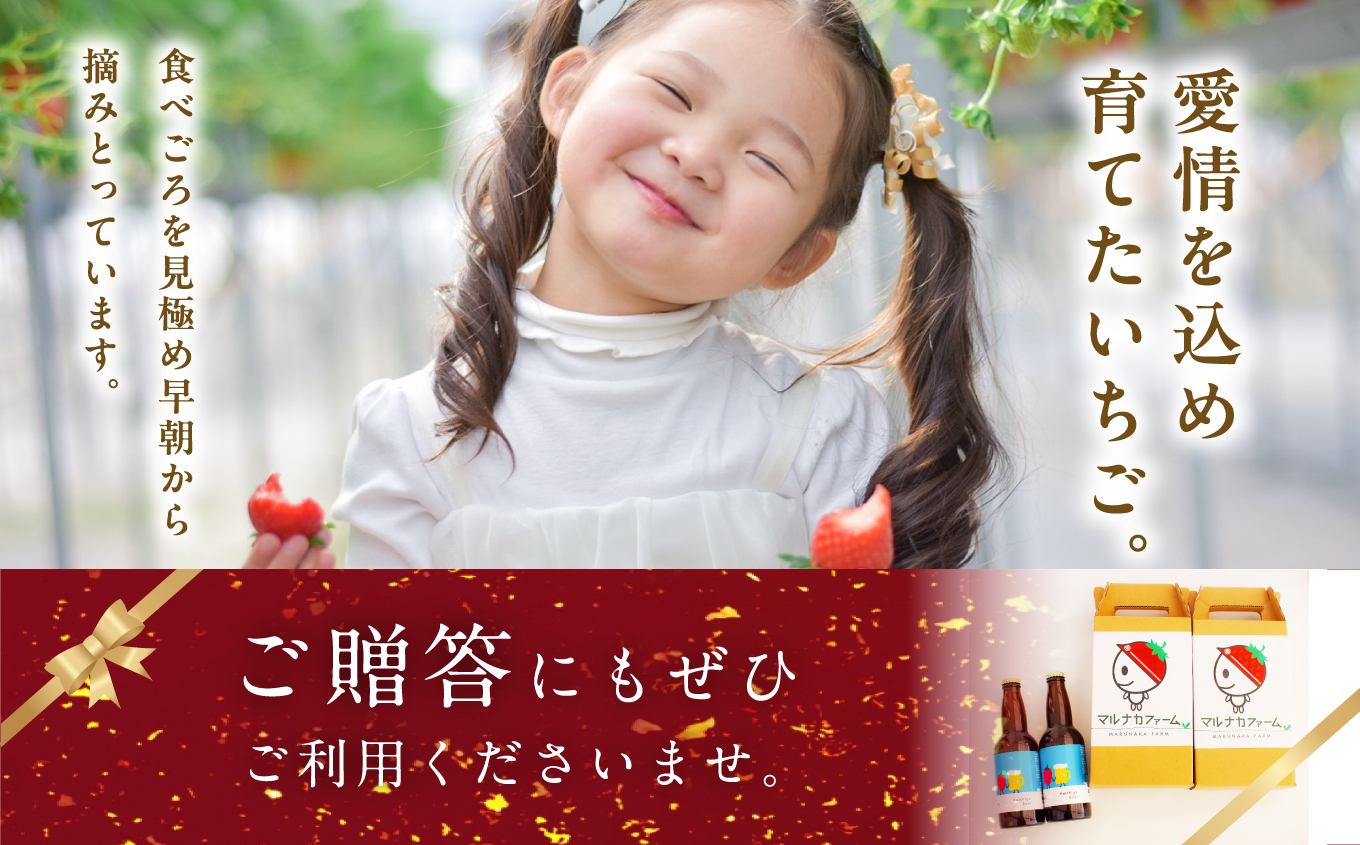 Koichigo Beer 330ml×6本セット いちご 酒 ビール beer ストロベリー 苺 イチゴ フルーツ 果物 おすすめ お中元 お歳暮 ギフト 二本松市 ふくしま 福島県 送料無料【まる