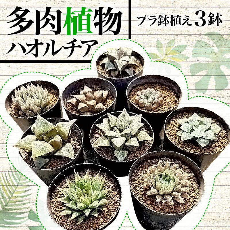 【ふるさと納税】 多肉植物 ハオルチア 3鉢 セット 観葉植物 プラ鉢 ミニサイズ インテリア ナチュラル 緑 かわいい 初心者向け 室内 園芸 ガーデニング 植物 育て方 簡単 贈り物 プレゼント 藤枝市 静岡県