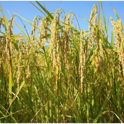 ふるさと納税 長浜市 滋賀県産 JAS有機オーガニック コシヒカリ 白米5kg 令和6年産 |  | 02