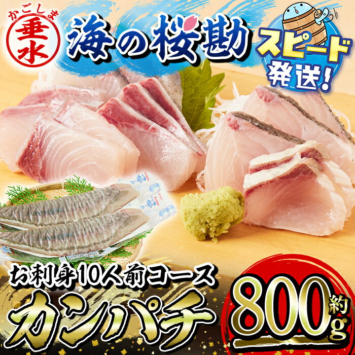 【ふるさと納税】鹿児島県垂水市産カンパチ『海の桜勘』約10人前 お刺身コース 皮無しロイン（合計約800g・背身と腹身各1本ずつ）冷蔵 魚 魚介 海鮮 カンパチ かんぱち 勘八 刺身 柵 しゃぶしゃぶ 国産 鹿児島産 垂水【垂水市漁業協同組合】B2-0116