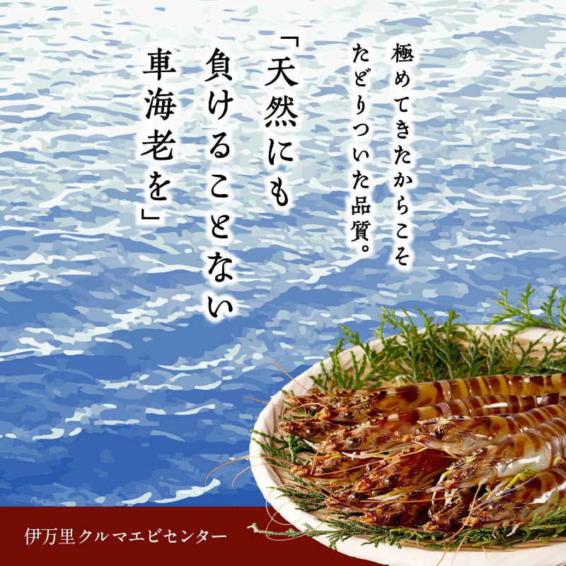 伊万里産 お刺身用冷凍ジャンボ車海老（250g×2） 010-C166