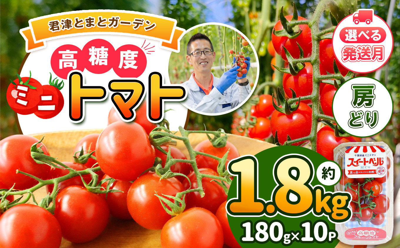 
【 選べる 配送月 】 高糖度 ミニトマト スイートベル （ 房どり ） 180g × 10P | 野菜 トマト ミニトマト プチトマト トマト 高糖度 トマト とまと 小分け 君津とまとガーデン 千葉 君津 きみつ
