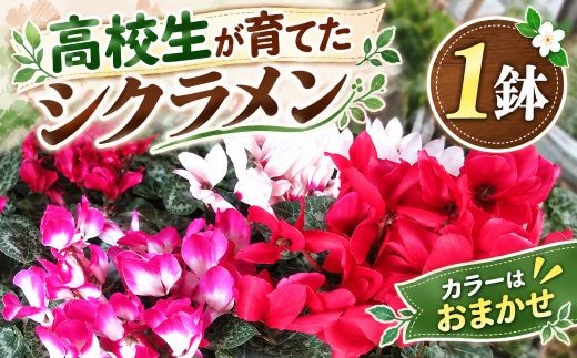 
                  高校生が育てた シクラメン カラーおまかせ 1鉢 6号鉢【君津高校園芸科】| 花 鉢植え 鉢花 フラワー 植物 観葉植物 園芸 ガーデニング 冬の花 ギフト 贈り物 プレゼント 高校生 農業 千葉県 君津市 きみつ
                