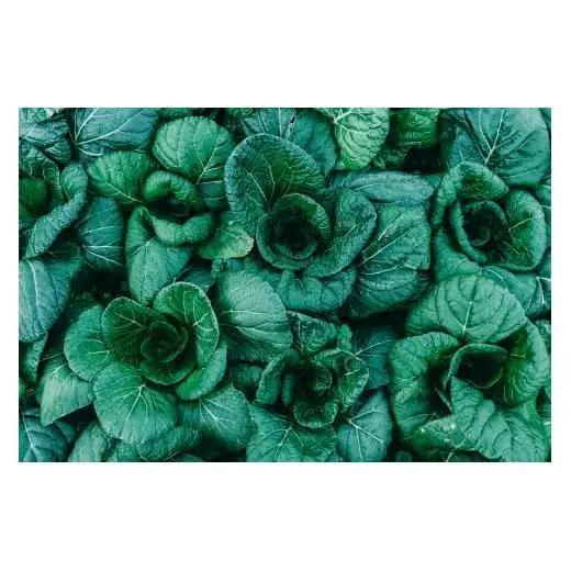 下北春まなの粉末「まなっ娘」50g×3袋　大和の伝統野菜をそのままパウダーにしました | 奈良県 下北春まな