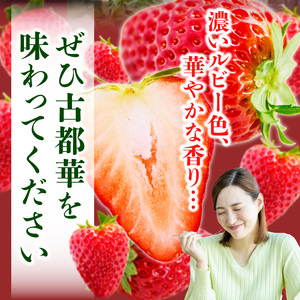 【2026年1月発送】高級いちご「古都華」3L～Mサイズ2パック　いちご 高級 古都華 3L～Mサイズ 280g×2パック 深みのある濃厚な味わい ほどよい酸味 高い糖度 華やかな香り 美味しく甘い 