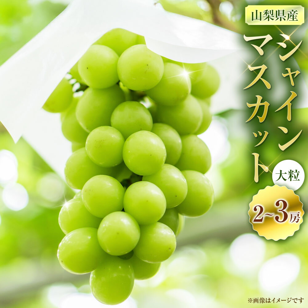 【ふるさと納税】大粒のぶどう シャインマスカット 2～3房 1房300g～400g マスカット ぶどう ブドウ 葡萄 フルーツ くだもの 果物 果実 デザート 冷蔵 山梨県産 国産 山梨県 中央市 送料無料 【2026年9月上旬～10月上旬発送予定】