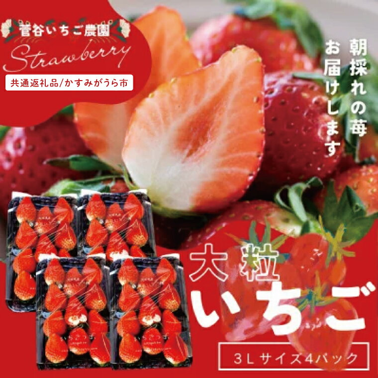 【ふるさと納税】【先行予約】「かすみがうら市共通返礼品」菅谷いちご園の完熟いちご『いちごっ子』 3Lサイズ 11粒×4パック(101-02)