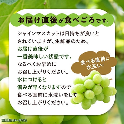 【2027年(来年)発送　先行受付】【訳あり】 池田青果のシャインマスカット2房～3房　1kg【配送不可地域：離島】