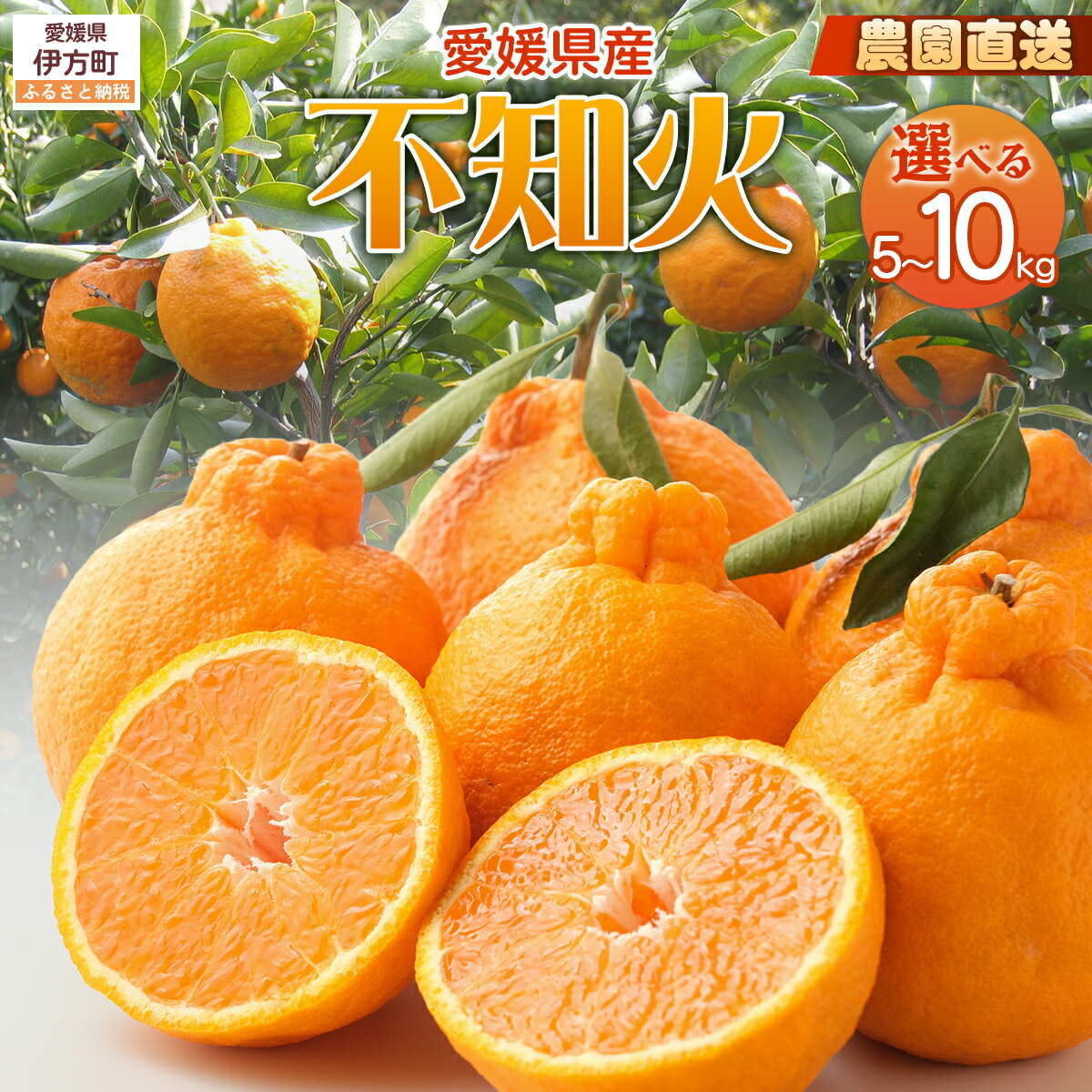 【ふるさと納税】【栽培期間中農薬不使用】【先行受付】【数量限定】農園直送！愛媛県産不知火 10kg （2026年1月上旬頃より順次発送） 【ふるさと納税 人気 おすすめ みかん 不知火 しらぬい フルーツ 果物 ギフト 栽培期間中農薬不使用 愛媛県 伊方町 送料無料】 IKTG008