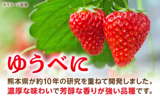【先行予約】【2027年3月中旬より順次発送】いちご ゆうべに 百花園ファーム 約1.4kg（約350g×4P）20粒/P Lサイズ 【株式会社合志百花園ファーム】 [AYDW007]
