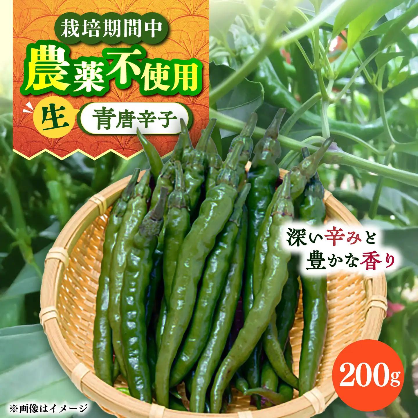 【栽培期間中農薬不使用】青唐辛子 フレッシュ 200g  大村市 たぬき池自然農園/ 唐辛子 生唐辛子 トウガラシ とうがらし[ACCJ005]