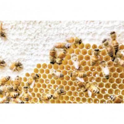 ふるさと納税 水戸市 季節で移ろうはちみつボトル7種セット【ピタットボトルB7】【茨城県共通返礼品/五霞町】 |  | 03