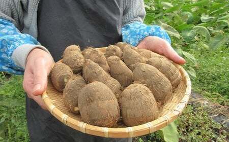 【2025年10月上旬から発送開始予定】 土付き 里芋 約1.5kg  ＜福祉事業所 ポパイの家＞  ／ さといも 里いも サトイモ 土付 野菜 旬 新鮮 期間限定 季節限定 根菜類 根菜 煮物 芋煮