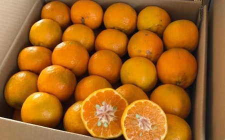 【秀品】作田農園直送！ポンカンＭサイズ 5kg_減農薬 有機肥料 ポンカン ぽんかん くだもの 果物 フルーツ 柑橘 かんきつ みかん ミカン 人気