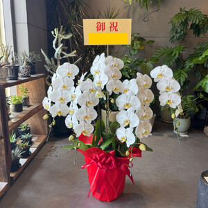 胡蝶蘭大輪5本立ち（1本につき10〜13輪蕾込）