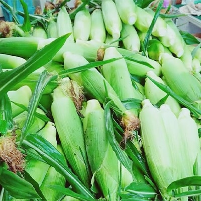 【季節限定】夏にぴったり!あま~いとうもろこし!わくわくコーン(10本)【配送不可地域:離島】