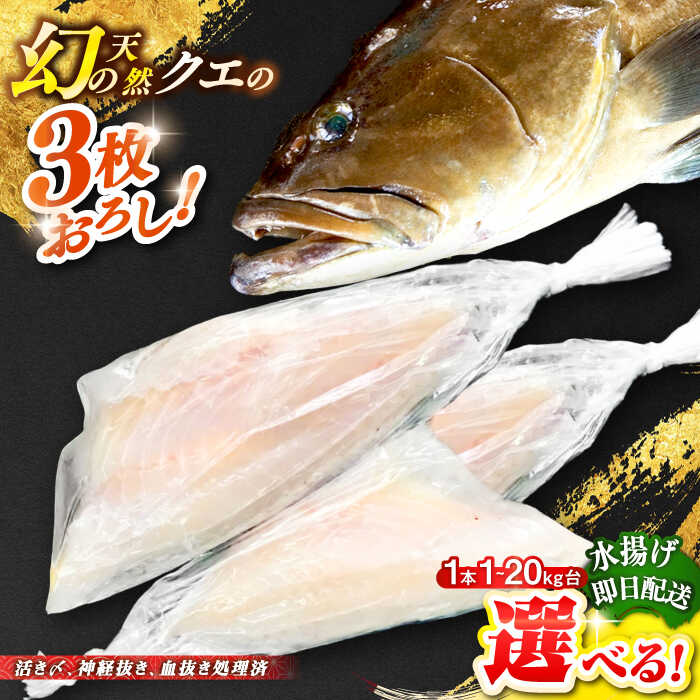 【ふるさと納税】天然クエ（選べる！1～20キロ台・3枚おろし） 《壱岐市》【壱岐島　玄海屋】[JBS039] クエ 魚 刺身 しゃぶしゃぶ のし プレゼント ギフト 冷蔵配送